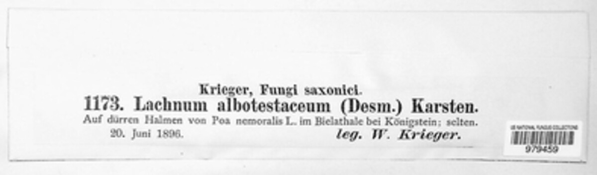 Albotricha albotestacea image